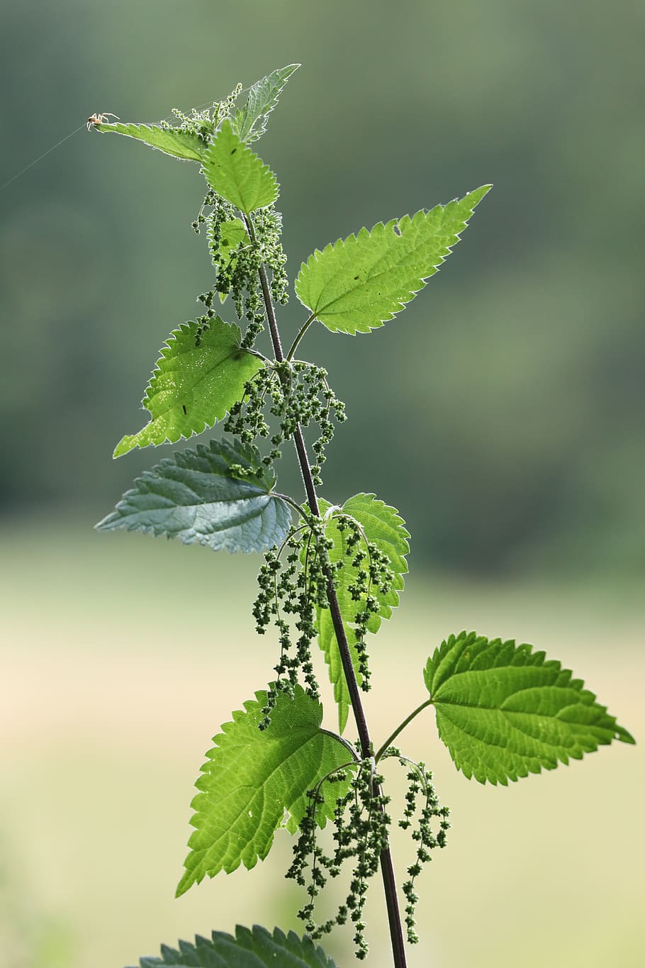plant, green, nettle, leaf, plant part, green color, growth HD wallpaper