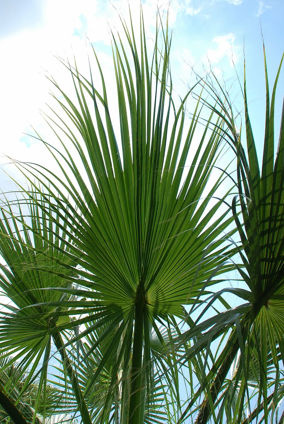 palm, leaves, sky, green, palm leaf, fan palm, mediterranean HD wallpaper