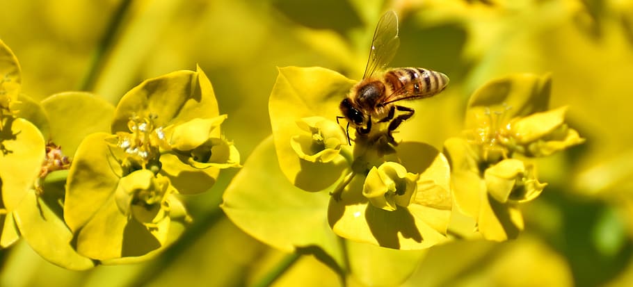 flowers, summer, yellow, bee, insect, nature, garden, summer plant HD wallpaper