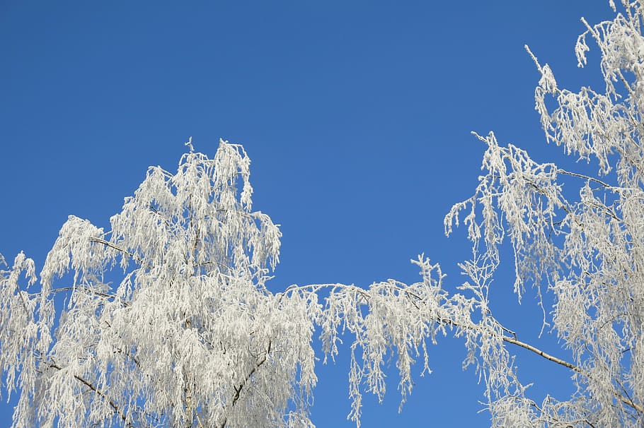 nature, icing, winter, frost, beauty, white sky, blue, forest HD wallpaper