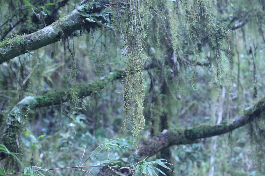 nature, forest, woods, trees, trunk, green, plant, leaves, flying HD wallpaper