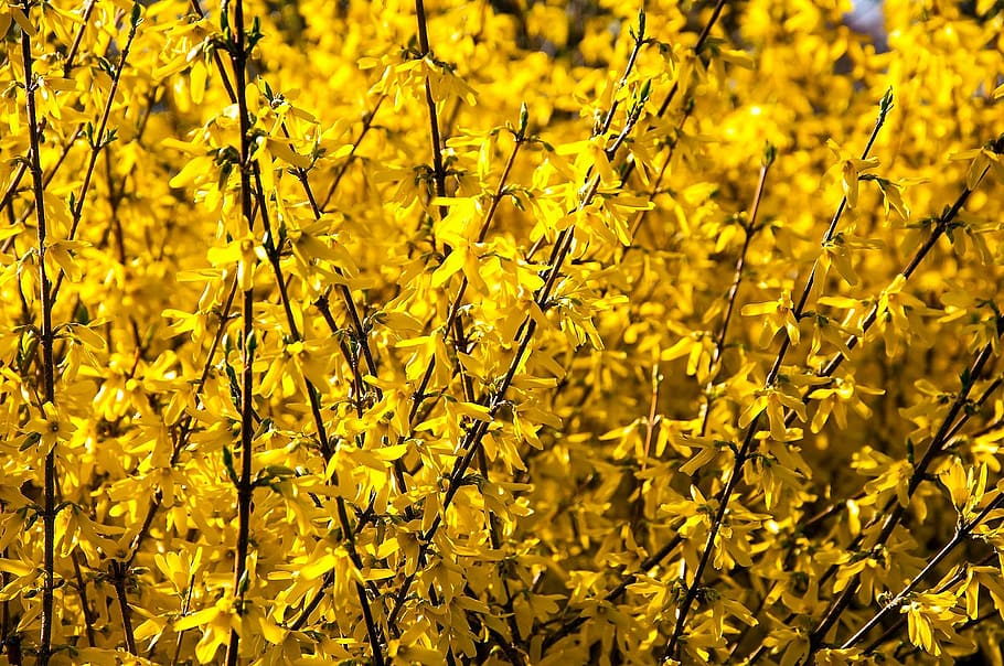 flowers, spring, plant, bush, flora, yellow, blossom, bright HD wallpaper