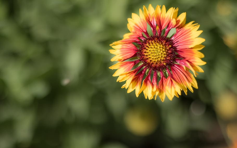 Flower, Flora, Nature, Summer, Natural, blossom, garden, petal HD wallpaper