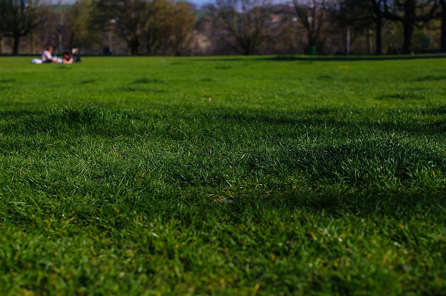 green grass, green grass field, park, tree, plant, green color HD wallpaper