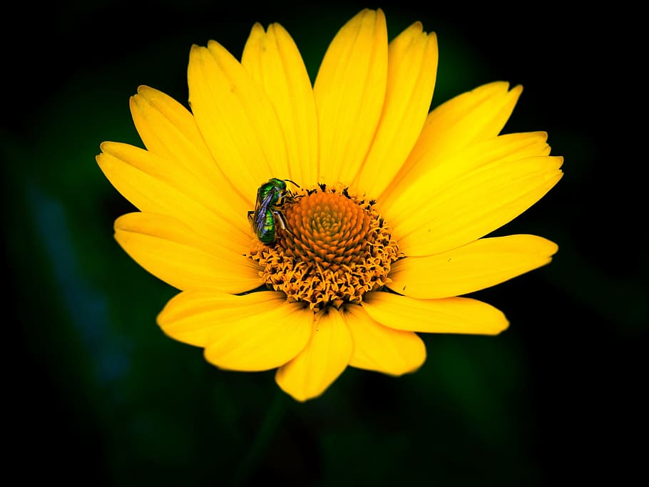 flower, pollinator, insects, bee, marguerite, foraging, yellow HD wallpaper