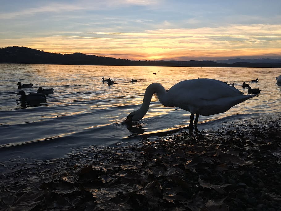 ducks, swan, sunset, lake, landscape, nature, italy, reflection HD wallpaper