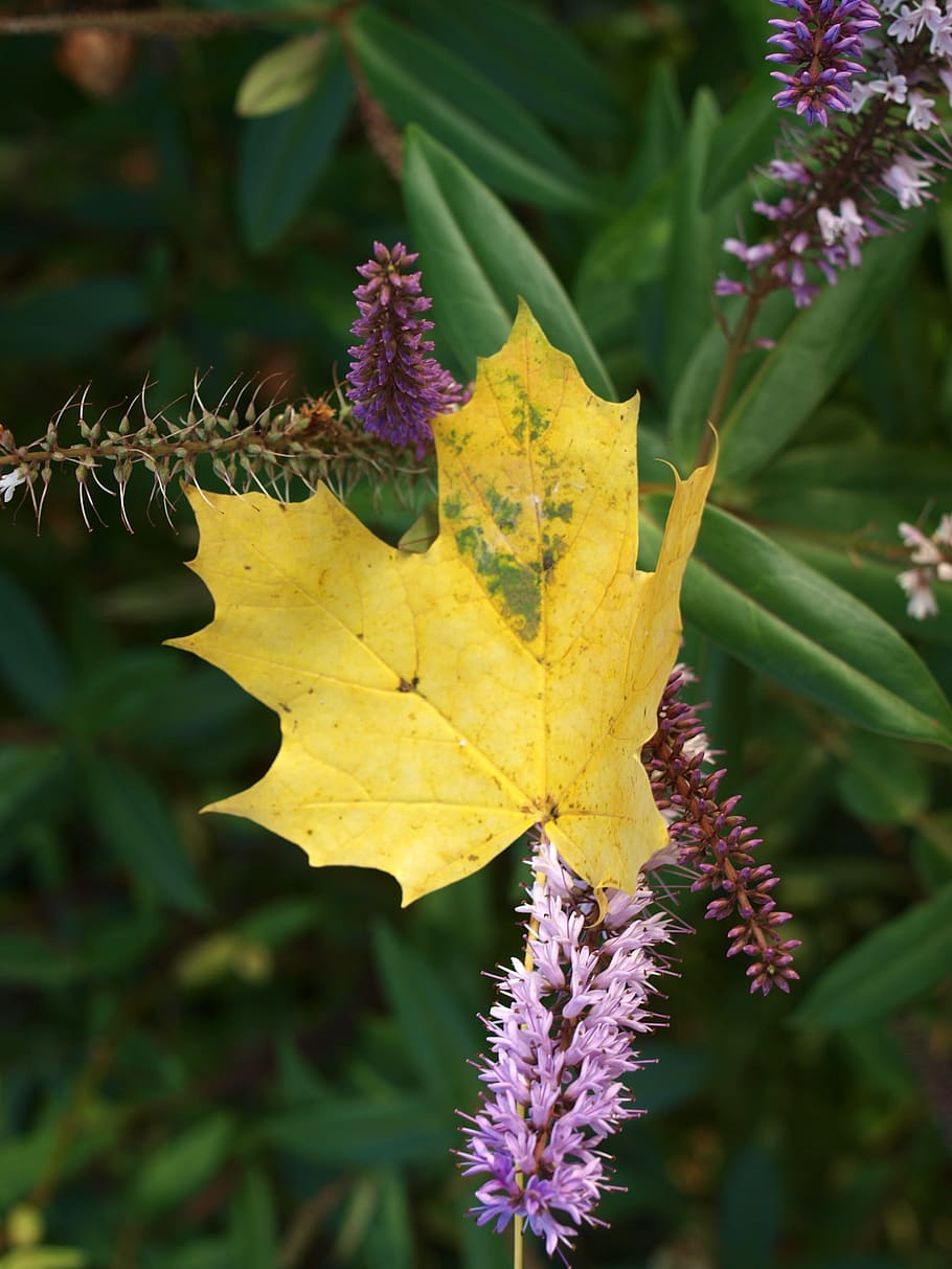 leaf, autumn, flower, nature, plant, plant part, close-up, growth HD wallpaper