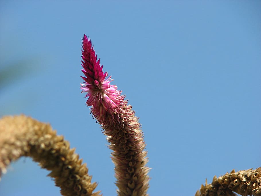Flower, Flora, flowers, nature, plant, cactus, blue, outdoors HD wallpaper