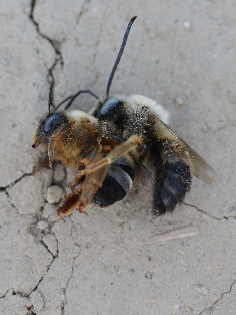 bee, struggle, insecta, flight, to kill, confrontation, animal themes HD wallpaper