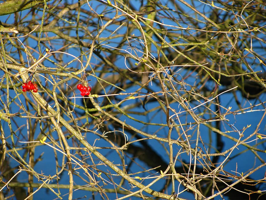 branches, bush, berries, plant, tree, no people, animal, animal wildlife HD wallpaper