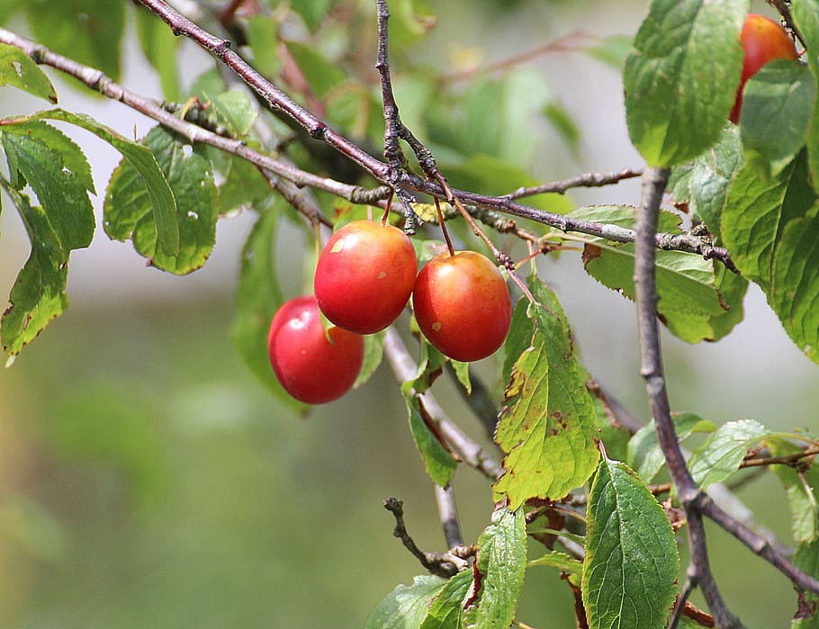 cherries, princess cherry, sweet cherry, red, fruit, fruity HD wallpaper