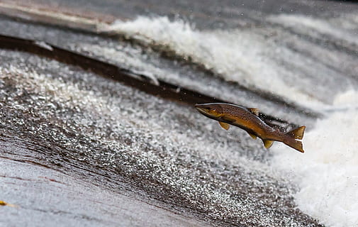 brown fish, salmon, run, jump, travel, animal themes, animals in the wild HD wallpaper