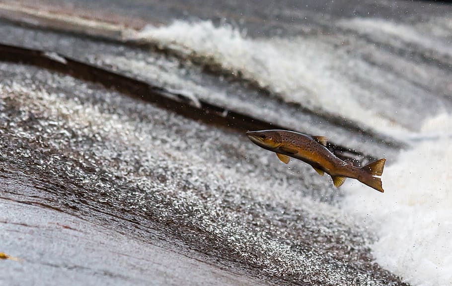 brown fish, salmon, run, jump, travel, animal themes, animals in the wild HD wallpaper