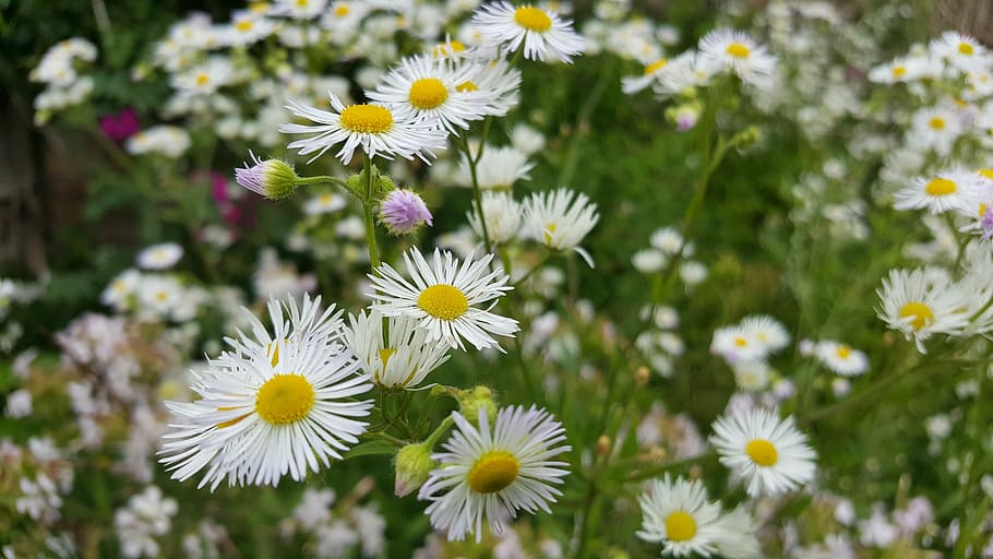 Flower, Aster, Nature, flowers, white blossom, daisy, small flowers HD wallpaper
