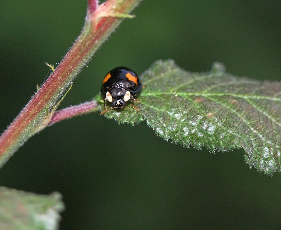 ladybird, macro, nature, red, insect, ladybug, flora, fauna HD wallpaper