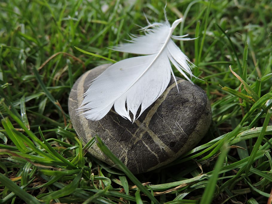 stone, feather, opposites, close, grass, plant, green color HD wallpaper