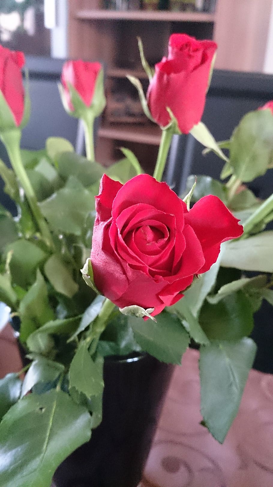 red, rose, red rose, flower, rose bloom, plant, nature, romantic HD wallpaper