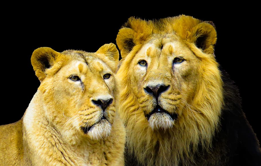 brown lion and lioness photo, cohesion, partner, mane, cat HD wallpaper