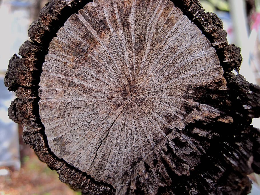 oak, timber, wood, brown, texture, natural, pattern, nature HD wallpaper