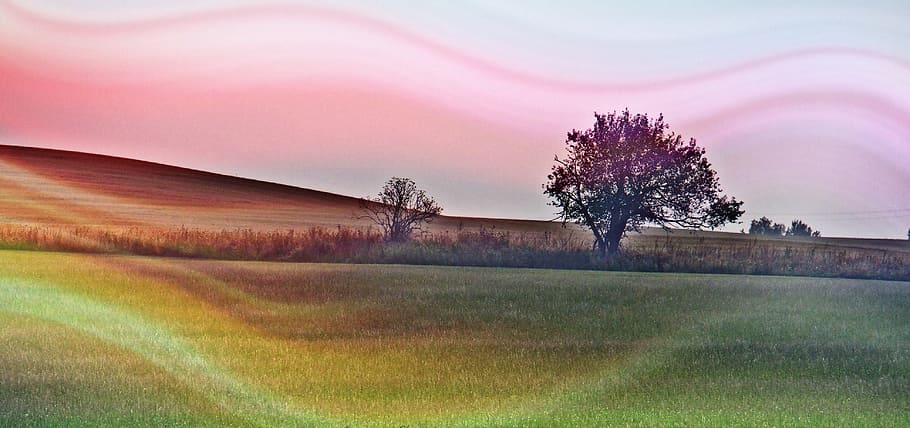 landscape, light, nature, tree, autumn, heaven, plant, beauty in nature HD wallpaper