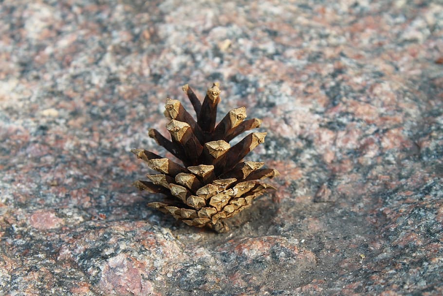 Pine Cone, Stone, Forest, no people, close-up, day, nature HD wallpaper