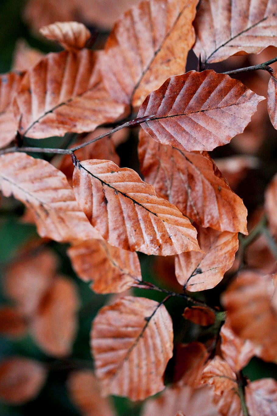 close shot of orange leaves, shallow focus photography of brown leaves HD wallpaper