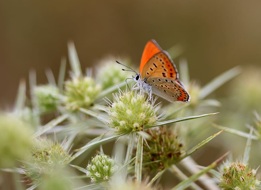 orange butterfly perching flower, red, insecta, wings, nature HD wallpaper