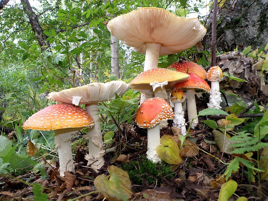 amanita, mushrooms, family, poisonous mushrooms, mycelium, birch forest, HD wallpaper