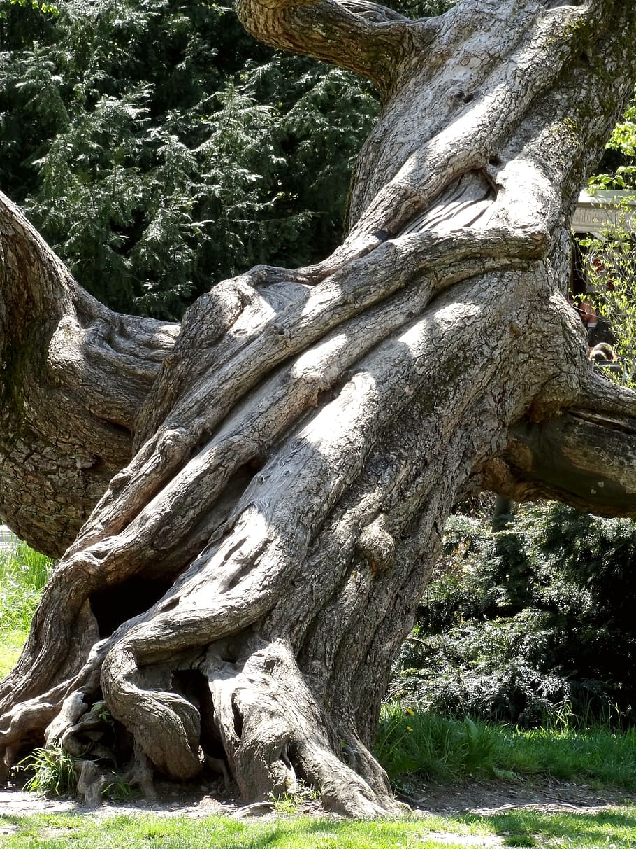 log, tribe, tree, wood, nature, old, bark, structure, brown HD wallpaper