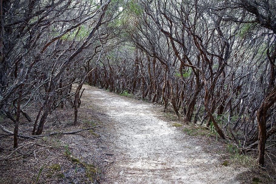 Path, Covered, Tree, Walkway, tree lined, nature, forest, no people HD wallpaper
