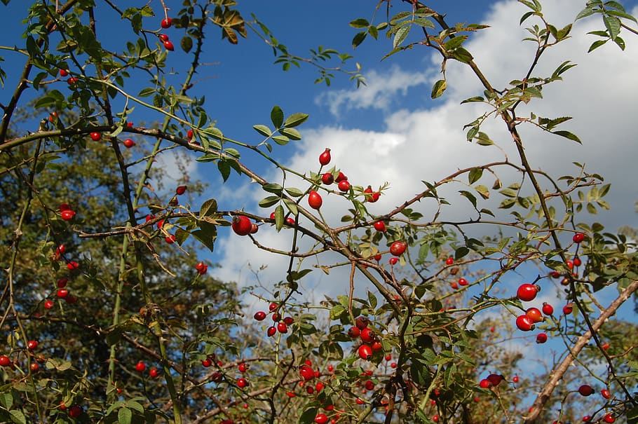 berries, autumn, leaf, fruit, healthy eating, plant, food, food and drink HD wallpaper