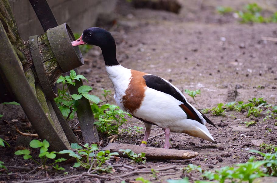 Duck, Curious, Wheel, Zoo, Animal, Bird, nature, animal wildlife HD wallpaper