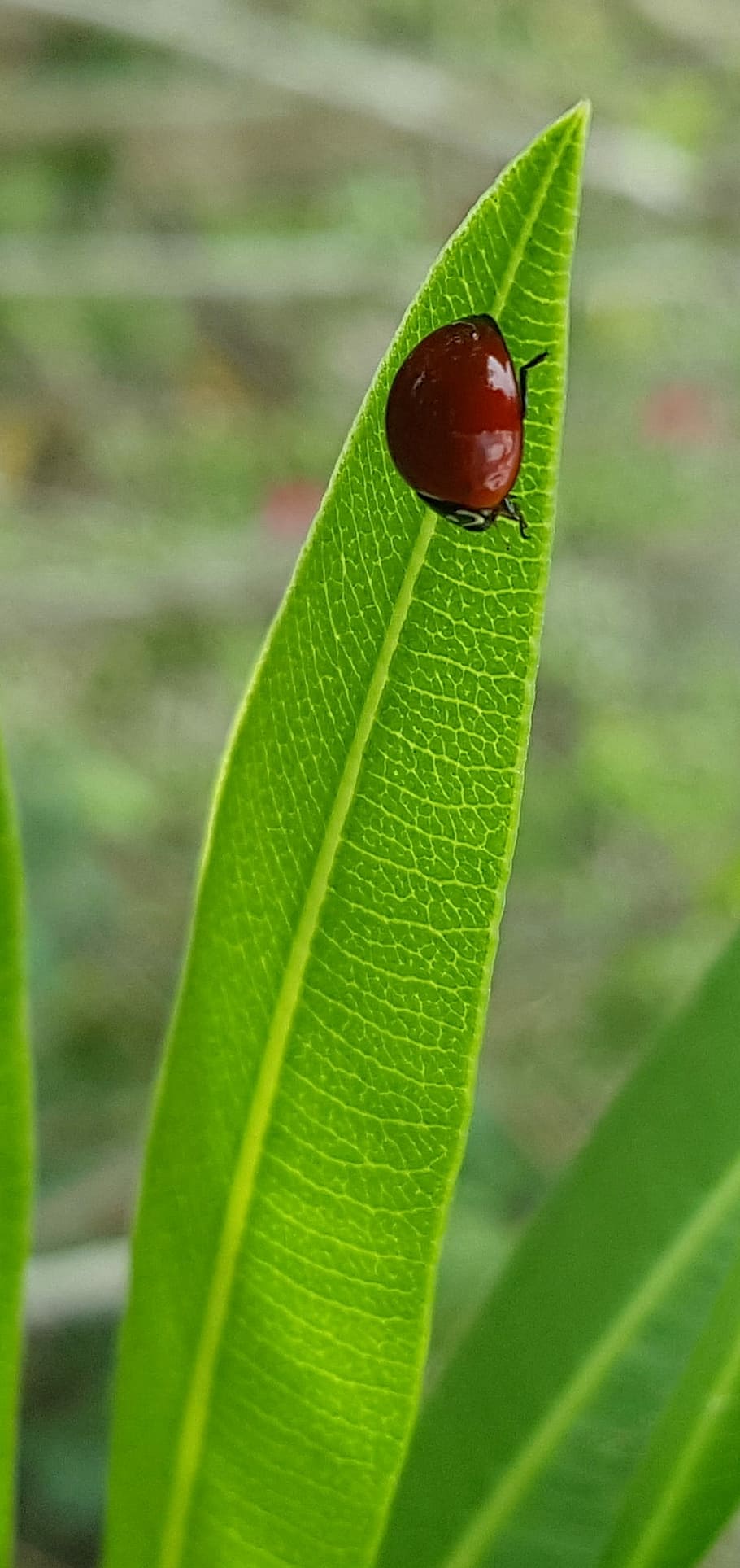Polished Lady Beetle, Lady Beetle, ladybug, insect, flying insect HD wallpaper