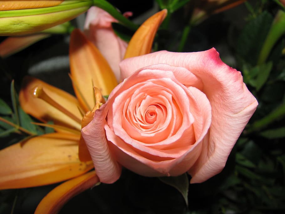 flower, pink, blade, beauty in nature, flowering plant, freshness HD wallpaper