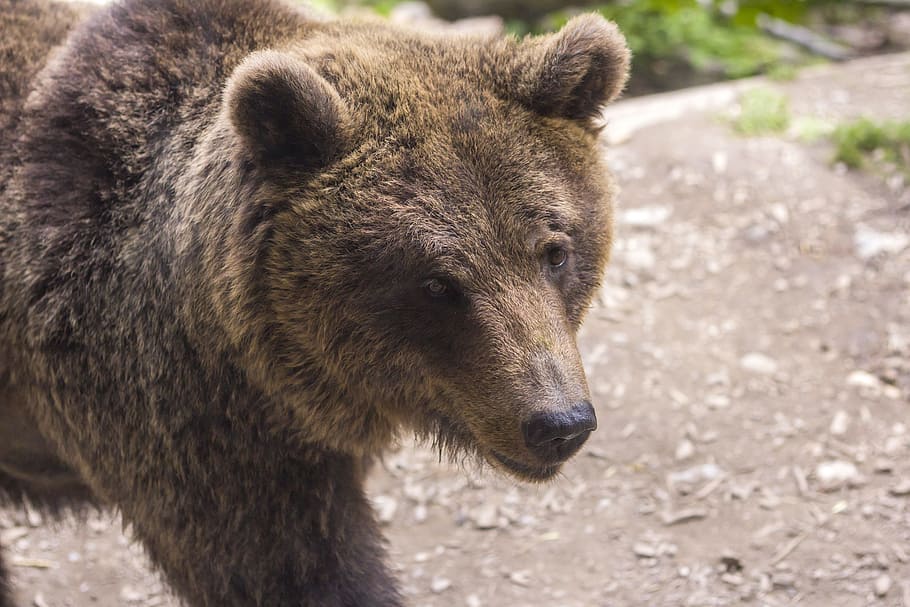 bear, predator, zoo, fur, animal, mammal, brown, furry, teddy HD wallpaper