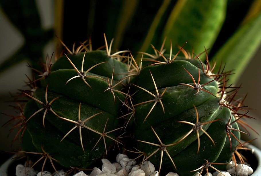 cactus, spiky, natural, succulent plant, green color, thorn HD wallpaper