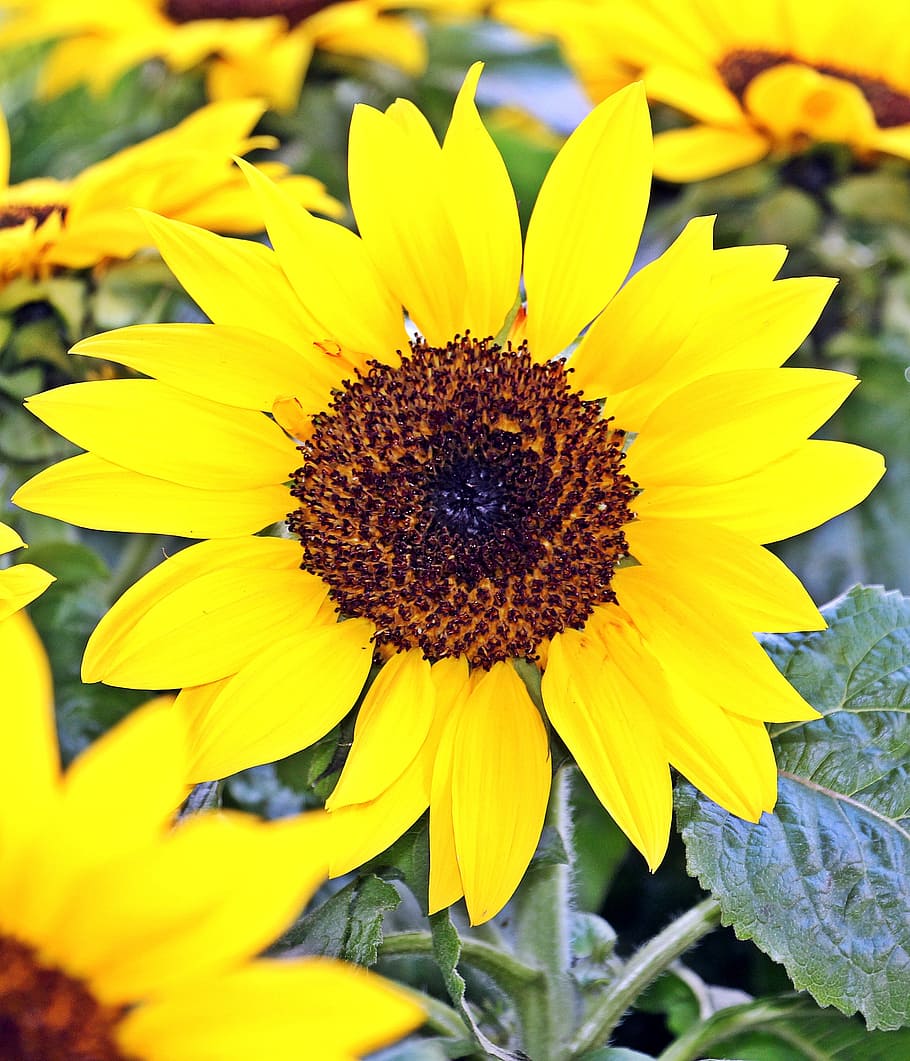 sunflower, flowers, summer, beautiful, plant, market, market stall HD wallpaper