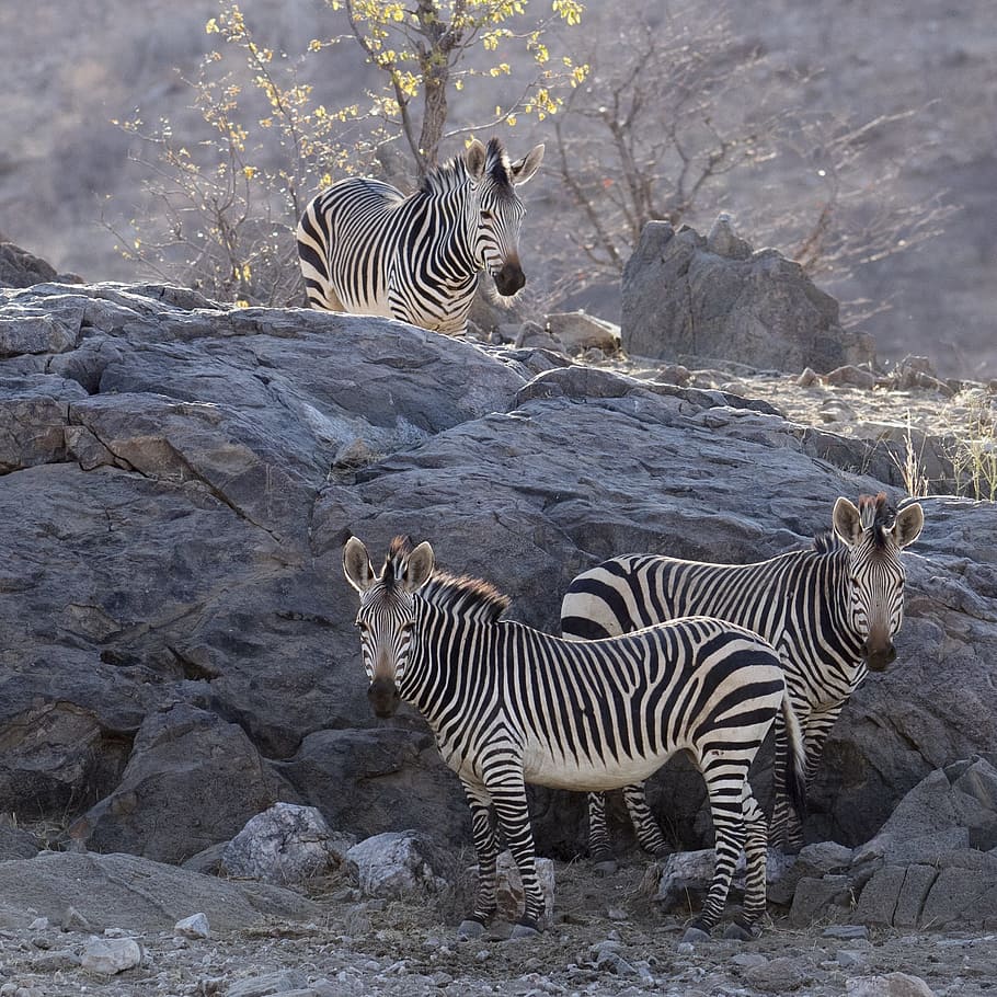 zebra, color, desert, mountains, mountain zebra, group of animals HD wallpaper