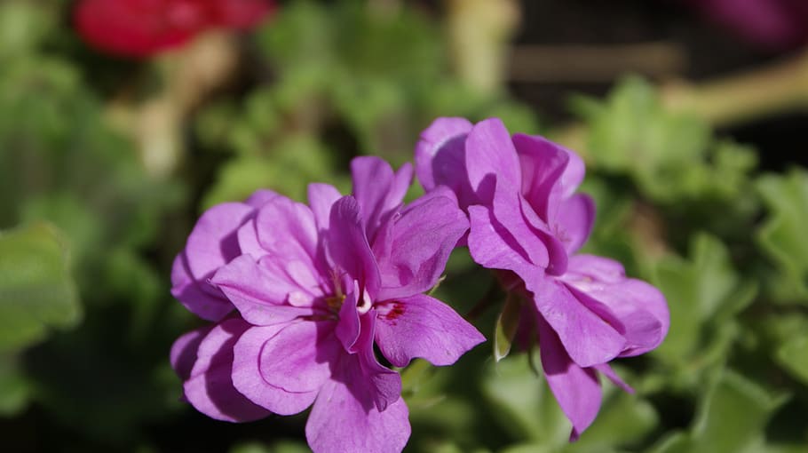 geranium, flowers, violet, rose geranium, spring, garden, flowering plant HD wallpaper