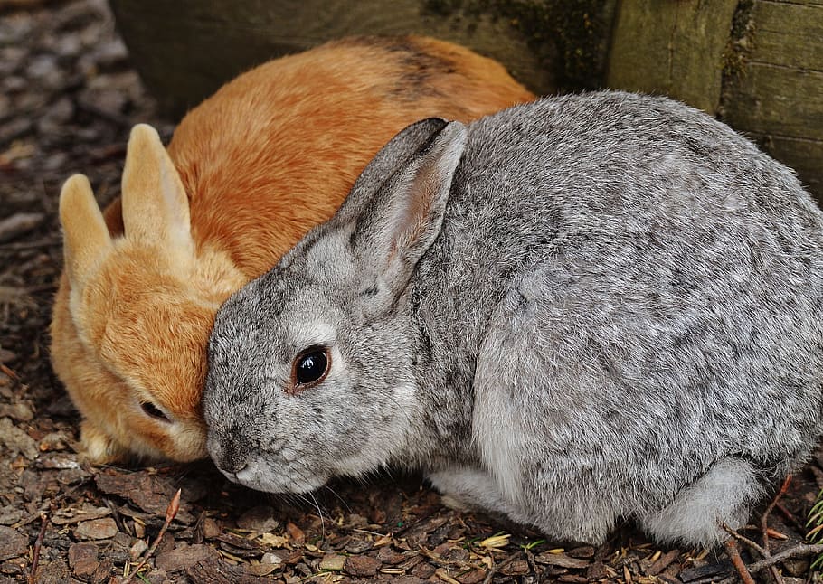 close-up photography of orange and gray rabbits, wildpark poing HD wallpaper