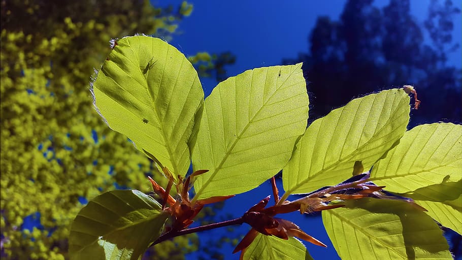 beech leaves, deciduous tree, nature, green, forest, bright HD wallpaper