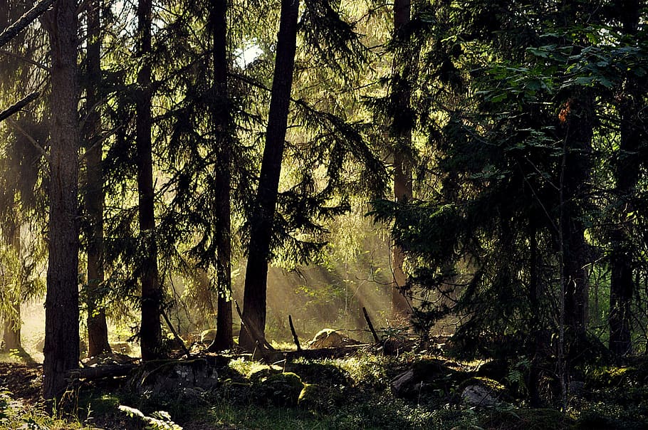 silhouette of trees during day time, forest, sweden, landscape HD wallpaper