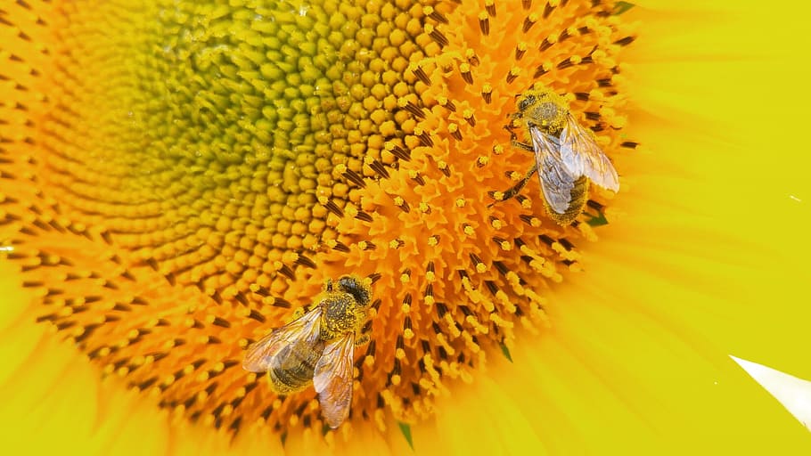 sunflower, bee, nature, animal themes, animal wildlife, animals in the wild HD wallpaper