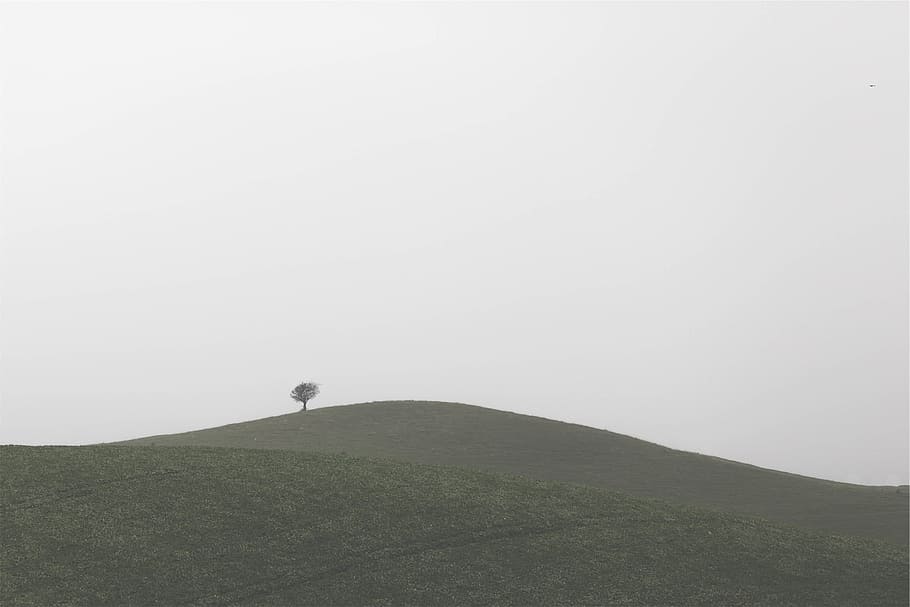 grass, hills, tree, grey, sky, copy space, nature, beauty in nature HD wallpaper