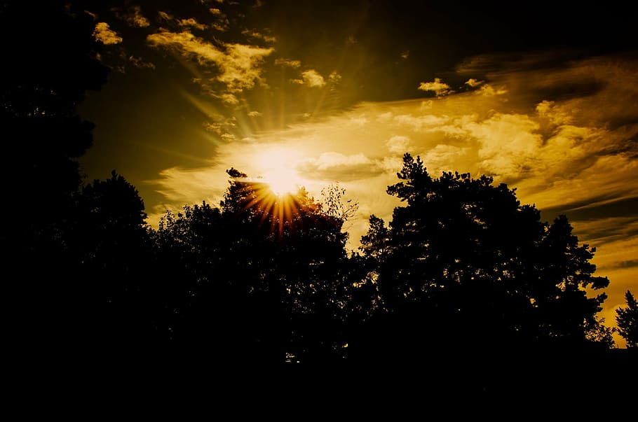 sunset, tree, trees, nature, evening, silhouette, red, yellow HD wallpaper