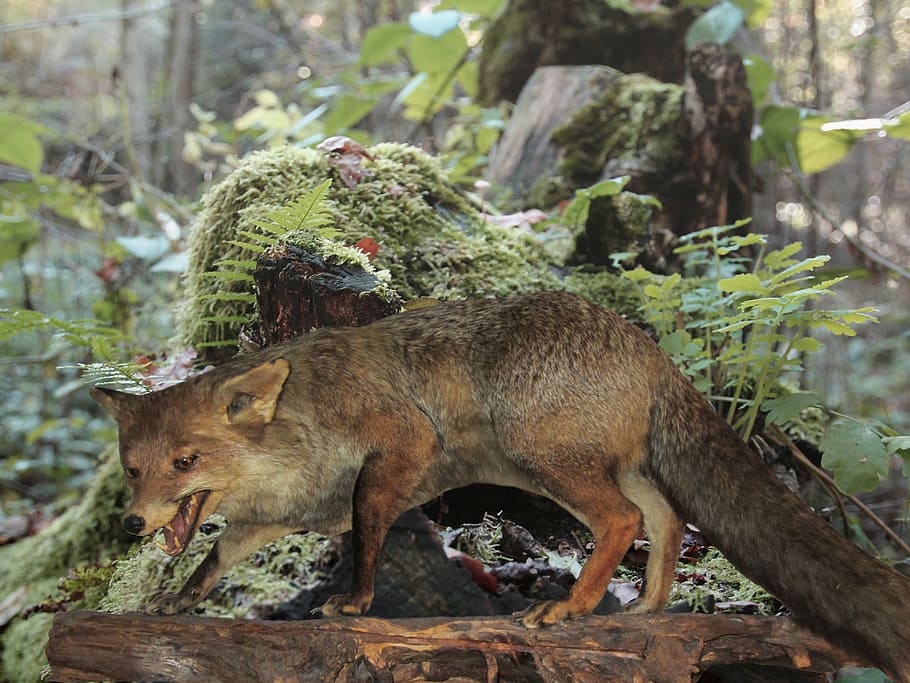 animal, fuchs, stuffed, predator, forest, wilderness, mammal HD wallpaper