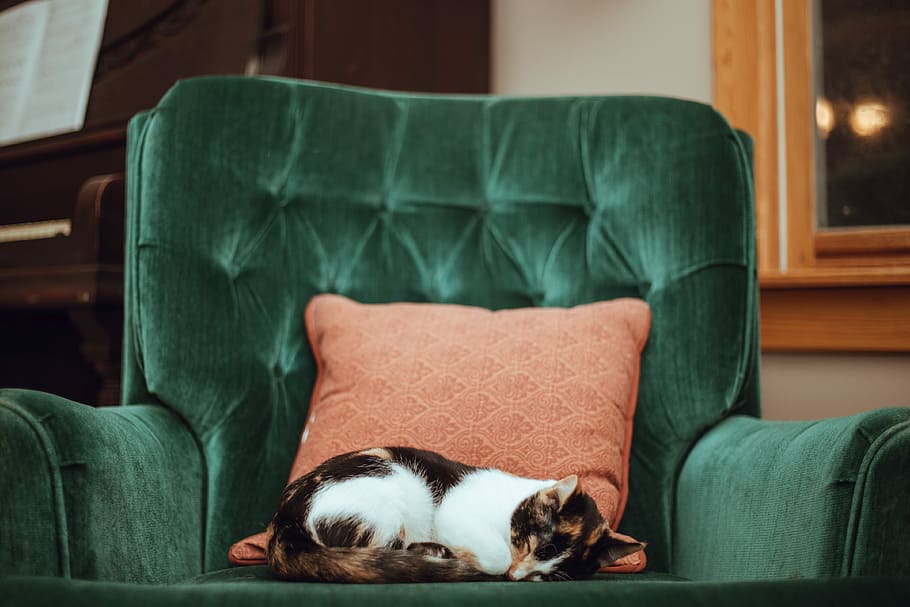 calico cat on top of green tufted armchair, sleeping tortoiseshell cat on sofa chair