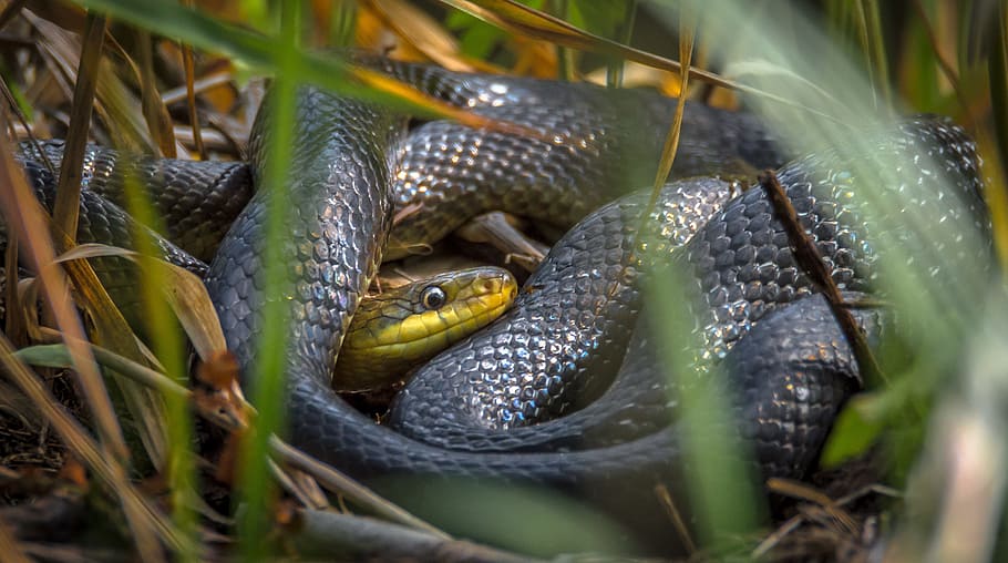 Grass Tree, Tree, Snake, Nature, Crawl, Creepy, forest, zamenis longissimus HD wallpaper