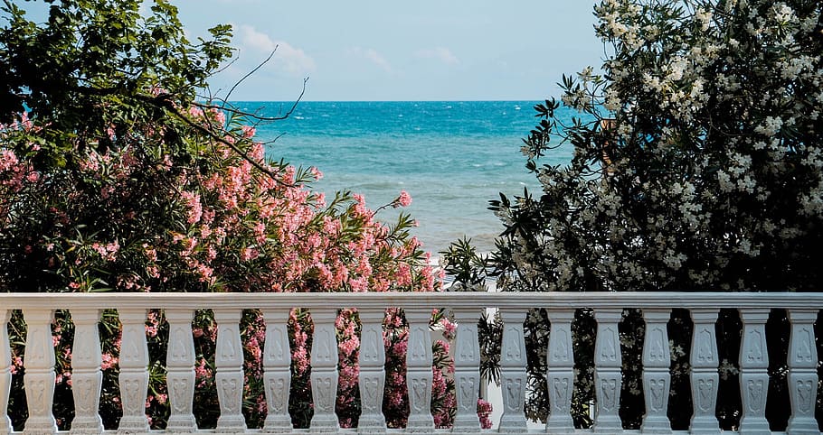 pink petal flowers behind white concrete rail, balusters, sea HD wallpaper