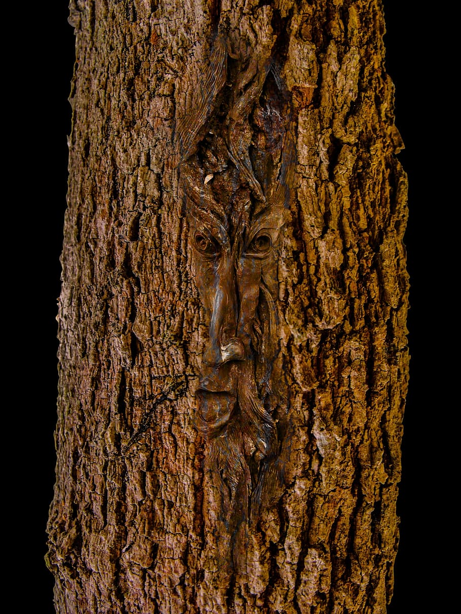 face, log, tree, bark, nature, tree Trunk, forest, wood - Material HD wallpaper